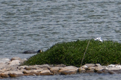Fulica ardesiaca
