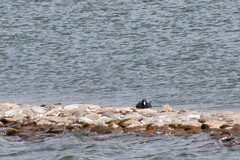 Fulica ardesiaca