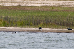 Fulica ardesiaca