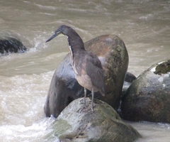 Tigrisoma fasciatum