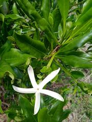 Atractocarpus platyxylon