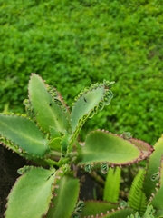 Kalanchoe laetivirens
