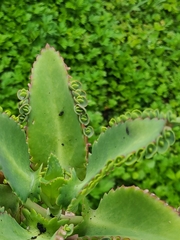 Kalanchoe laetivirens