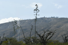 Agave cordillerensis