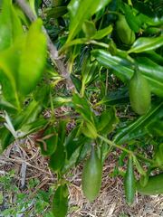 Atractocarpus platyxylon
