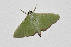Parotis marginata