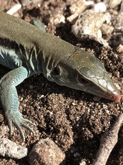 Pholidoscelis auberi