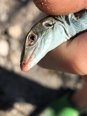 Pholidoscelis auberi