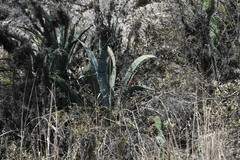 Agave cordillerensis