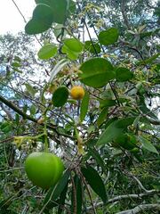 Vincetoxicum biglandulosum