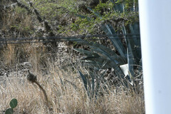 Agave cordillerensis