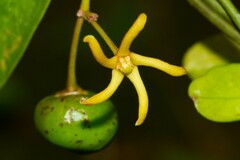 Vincetoxicum biglandulosum