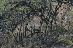 Borzicactus sepium