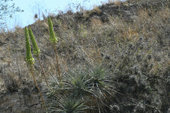 Puya aequatorialis
