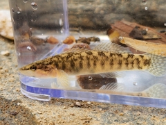 Etheostoma flabellare