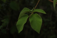 Rubus floribundus