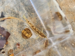 Etheostoma flabellare