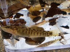 Etheostoma flabellare