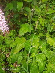 Francoa appendiculata