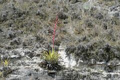 Tillandsia secunda