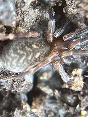 Coelotinae