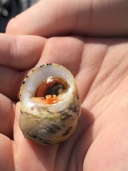 Nerita peloronta