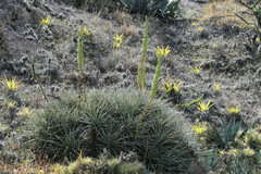 Puya aequatorialis