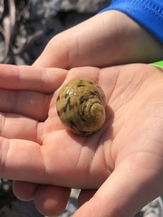 Nerita peloronta