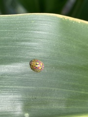 Paropsisterna nobilitata