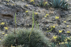 Puya aequatorialis