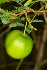 Vincetoxicum biglandulosum