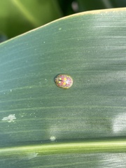 Paropsisterna nobilitata