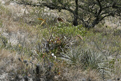 Tillandsia lajensis