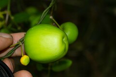 Vincetoxicum biglandulosum