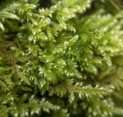Ctenidium