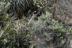 Epidendrum jamiesonis