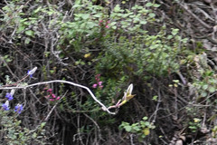 Epidendrum jamiesonis