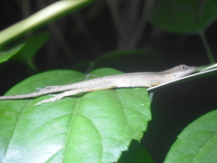 Anolis gaigei