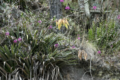 Tillandsia lajensis