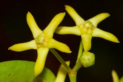 Vincetoxicum biglandulosum