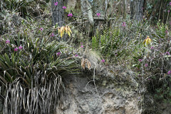 Tillandsia lajensis