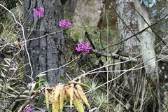 Epidendrum jamiesonis
