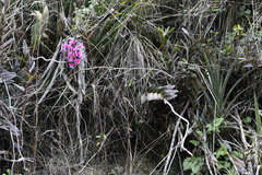Epidendrum jamiesonis