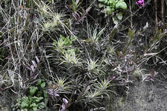 Tillandsia incarnata