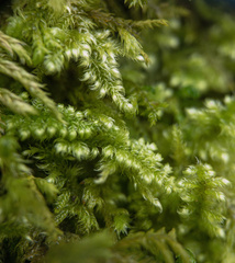 Ctenidium