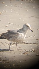 Larus argentatus