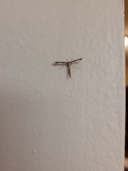 Lantanophaga pusillidactylus