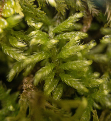 Ctenidium