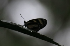 Nymphalidae
