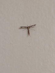 Lantanophaga pusillidactylus